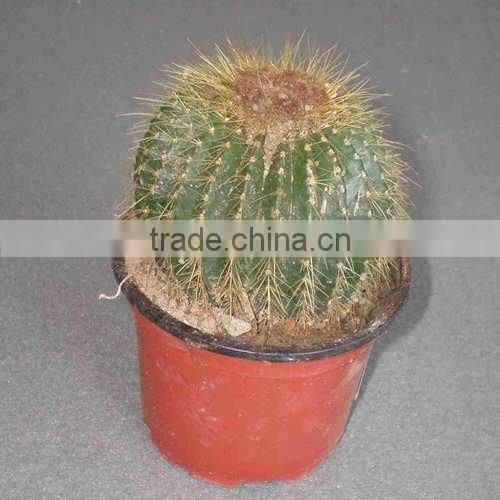 Ferocuctus Latispinus 8.5cm mini cactus succulent ornamental indoor plants nursery echinocactus grusonii cereus cacti bonsai