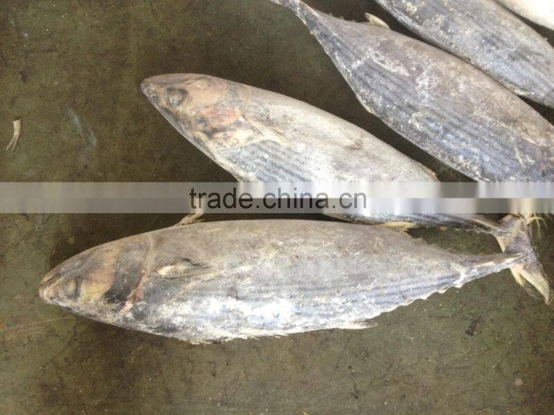 2016 Newly Seasoned Strip Bonito size 1-1.5kg or up