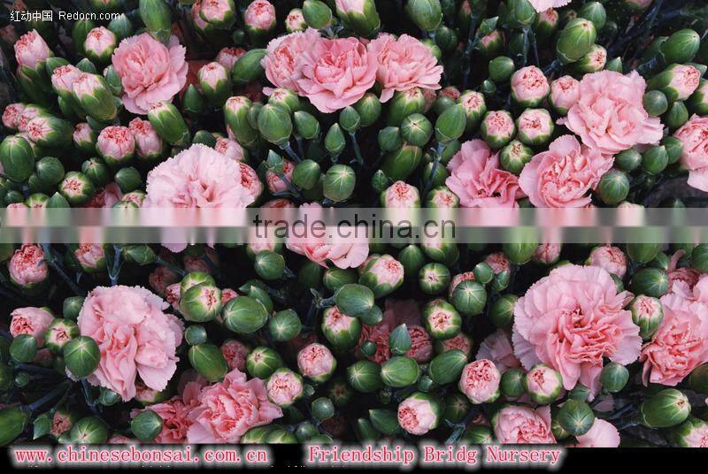 Fresh cut carnation flower
