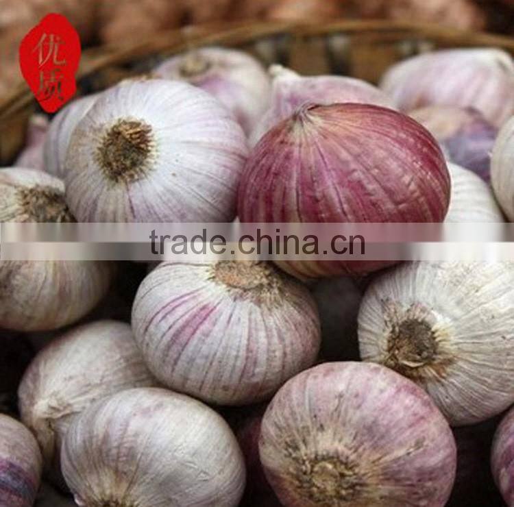 2016 new crop bulk garlic with competitive price
