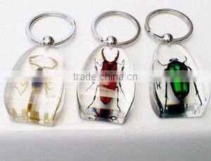 Lively real insect resin-Hotsale