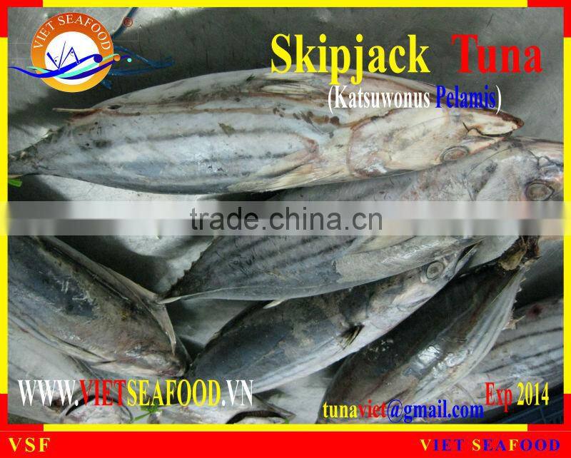 W/R FROZEN SKIPJACK TUNA