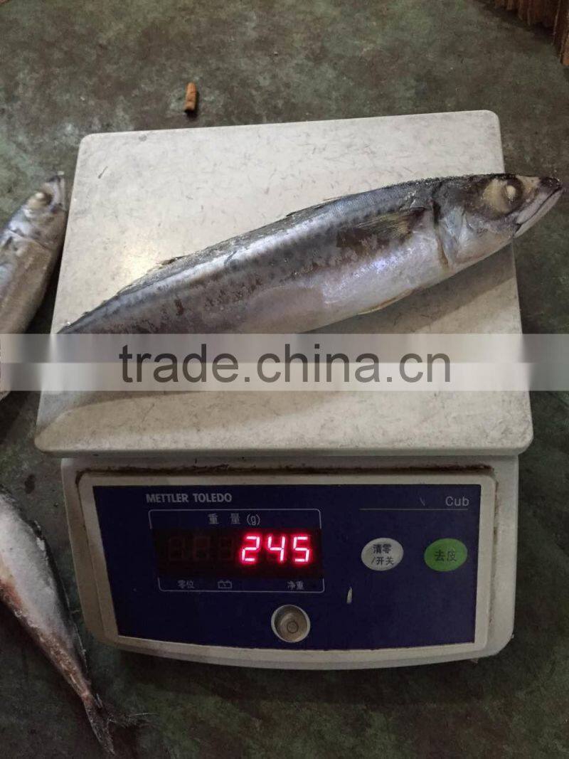 2016 landing sea frozen mackerel 200-250g