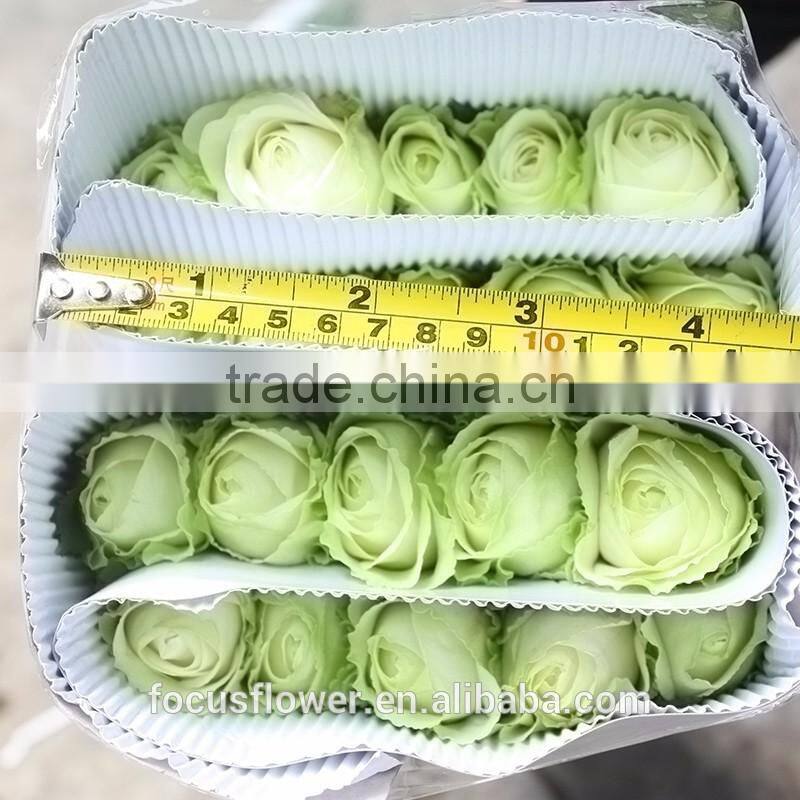 For Valentine's Day Occasion cut flowers rose fresh flower Avalanche flower from Kunming