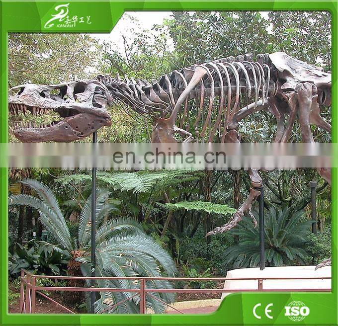 Attractive dinosaur skeleton model made by China manufactory