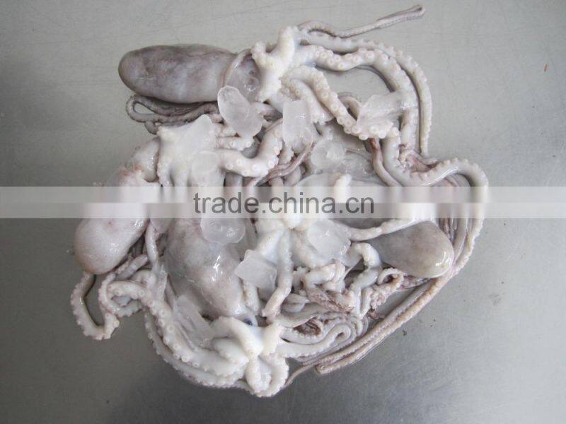 frozen octopus BQF Octopus Of Various Sizes