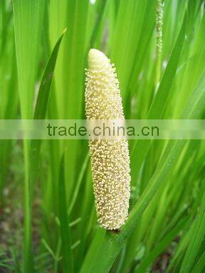 100 pure natural grassleaf sweelflag rhizome herb oil