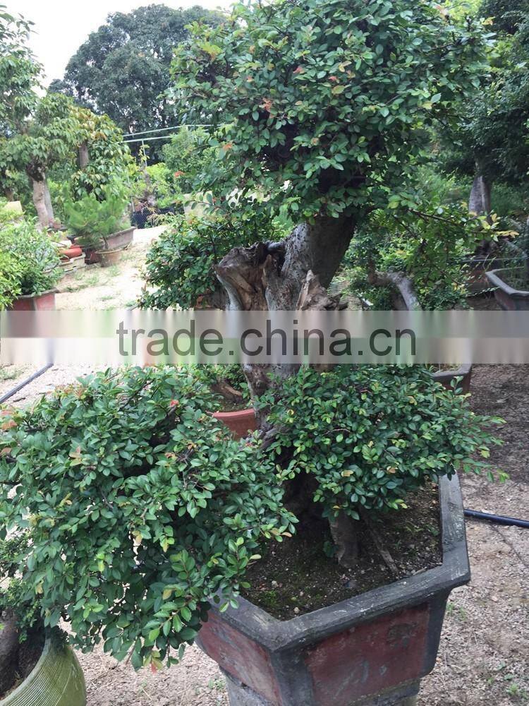 Sale Ulmus Pumila for outdoor planting