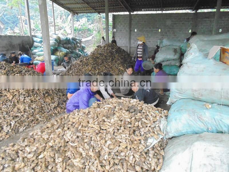 GIMEX VIET NAM PURPLE GINGER