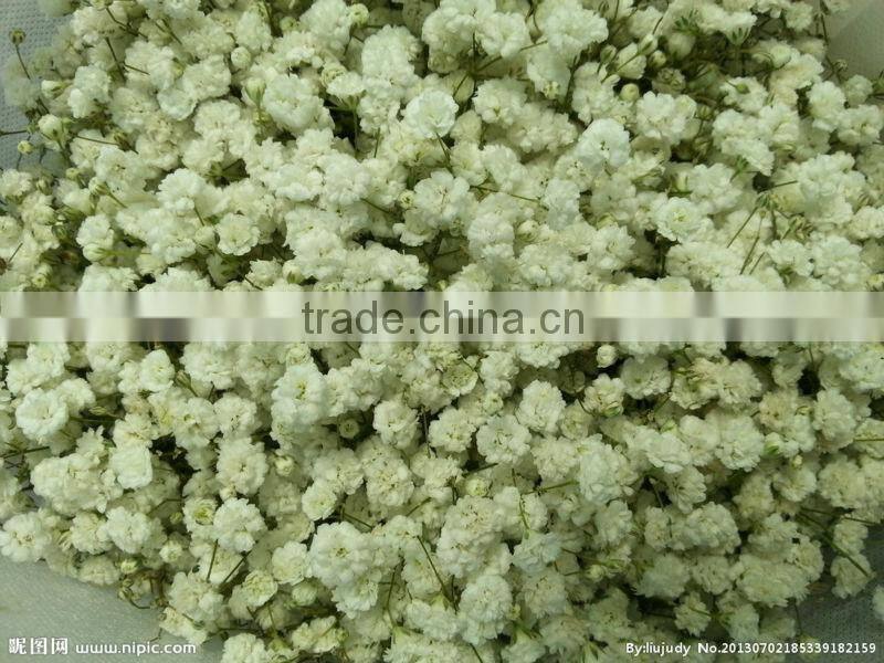 Top Quality White Pink Babys breath Seeds Gypsophila Seeds For Landscape