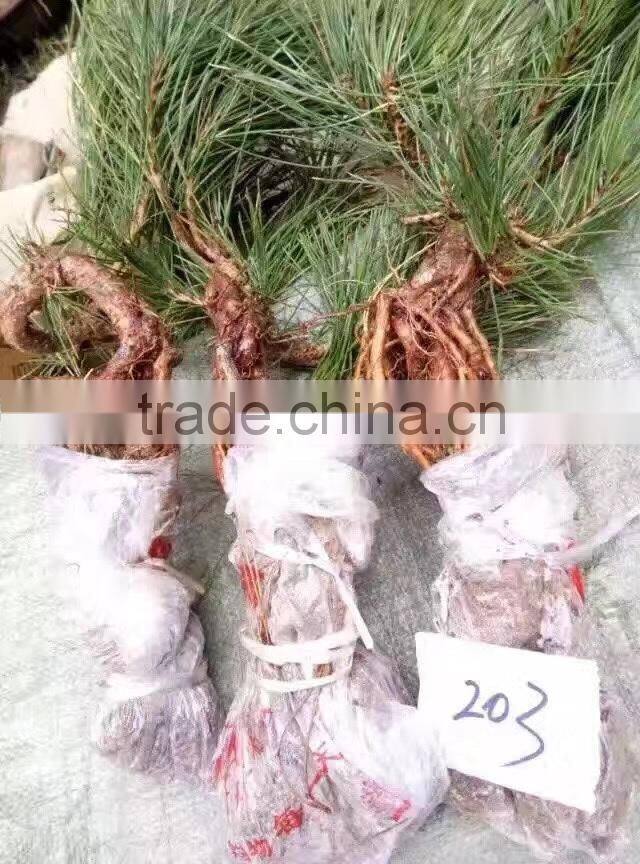 Pinus Thunbergii Parl. Black Pine Seedlings