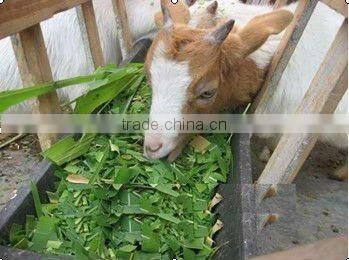 Napier grass chopper