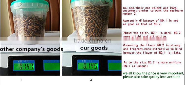 2.5cm Microwave Dried Tenebrio molitors