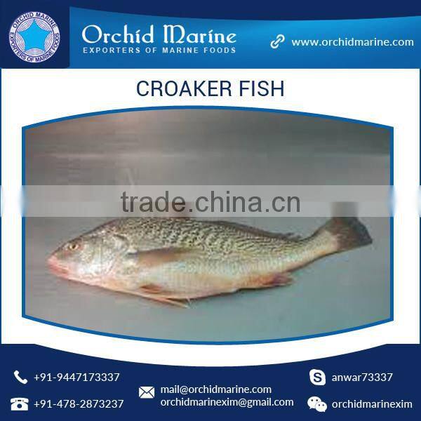 Good Taste Fresh and Organic Frozen Croaker Fish from Reputed Manufacturer