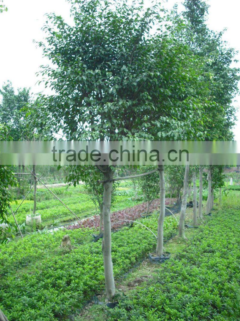 Ficus benjamina