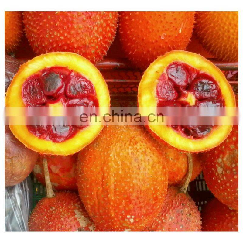 100% Pure Herbal Extract Fruit Part Liquid-Solid Extraction Gac Oil For Health Food Supplement Application