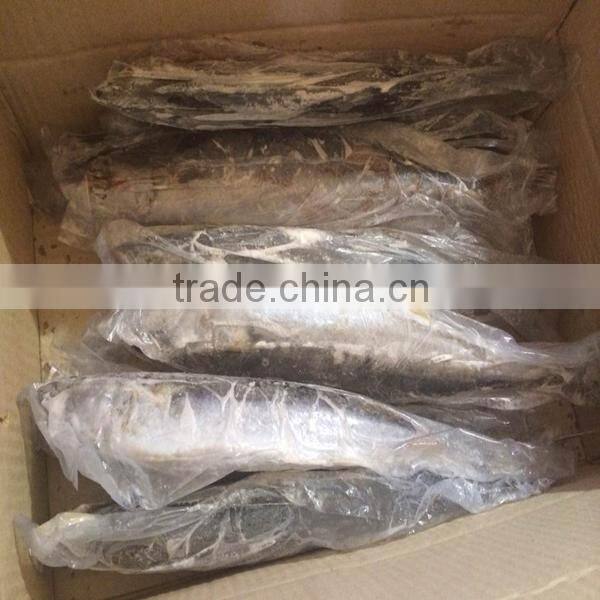 Sea spanish mackerel fish from china