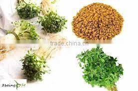 FENUGREEK SEEDS INDIAN METHI DANA