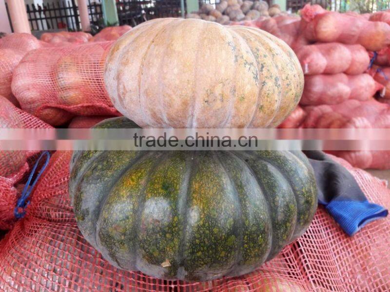 FRESH PUMPKIN +84963818434 whatsapp