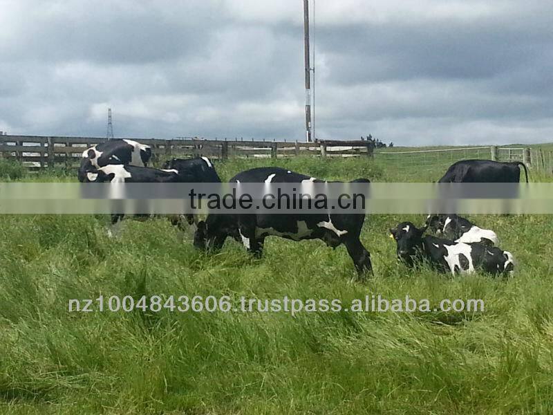 New Zealand Beef - Frozen or Chilled