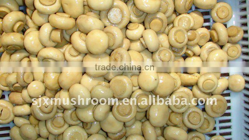 Canned sliced Mushroom