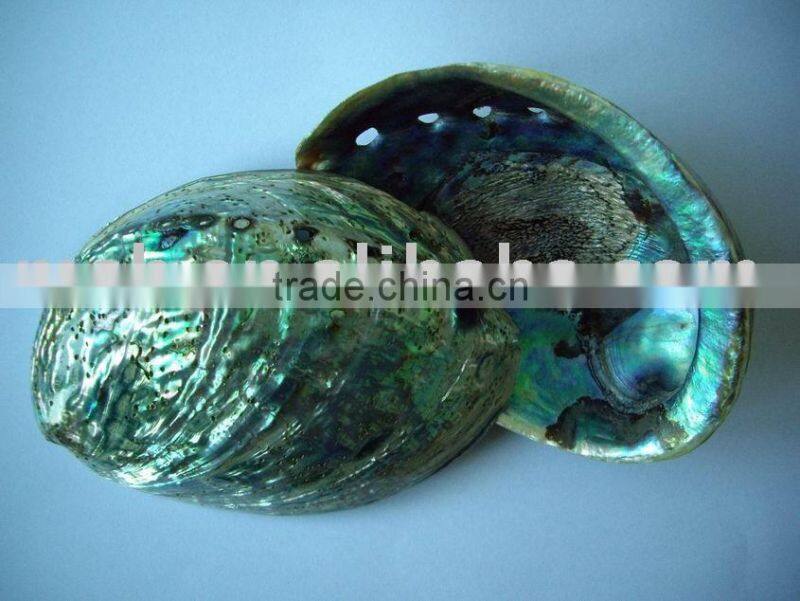 Good Quality raw material abalone paua shell