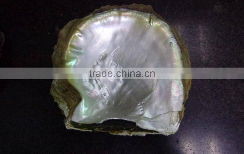 Natural big yellowlip mop shell raw material