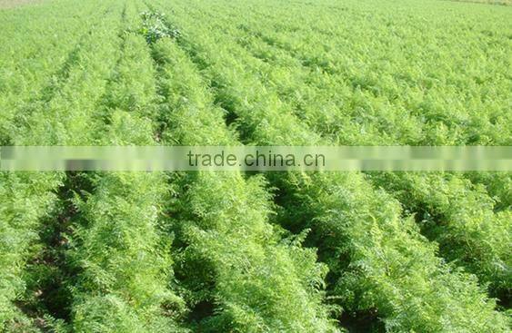 Factory price vegetable seed planter