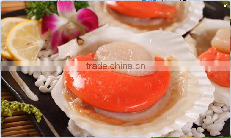 alibaba gold supplier frozen half shell scallop with roe