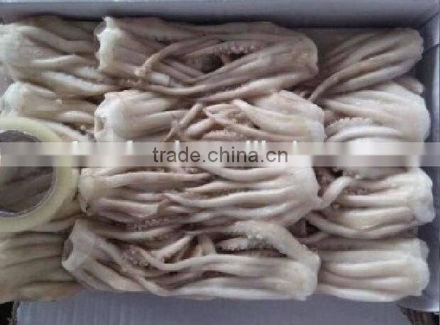 Illex squid tentacle