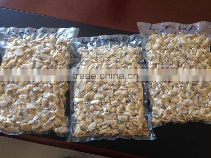 Korea class short necked clam