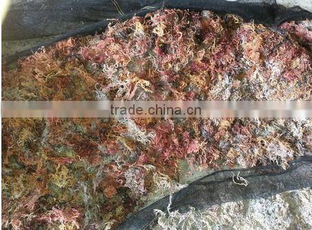 Eucheuma Cottoni With High Quality