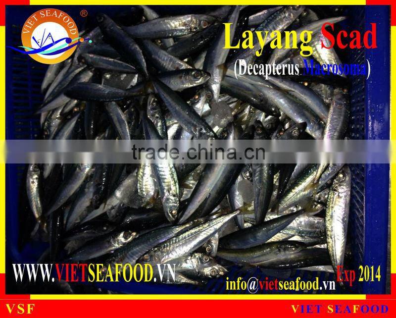 FROZEN LAYANG SCAD WHOLE ROUND