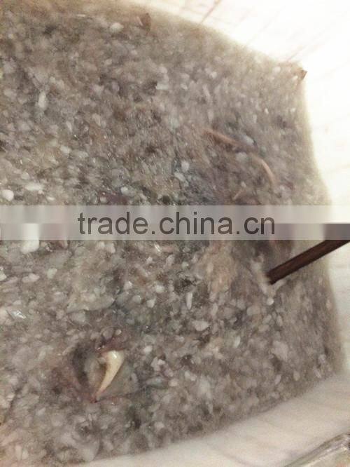 Landing frozen Illex Squid body with size 400 - 600g