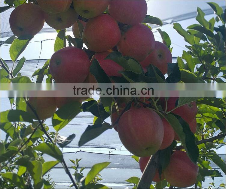 Nice fuji apple from China on sale for Bangladesh market