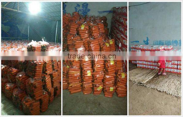Chinese New carrot/Frozen Red Carrots for sale