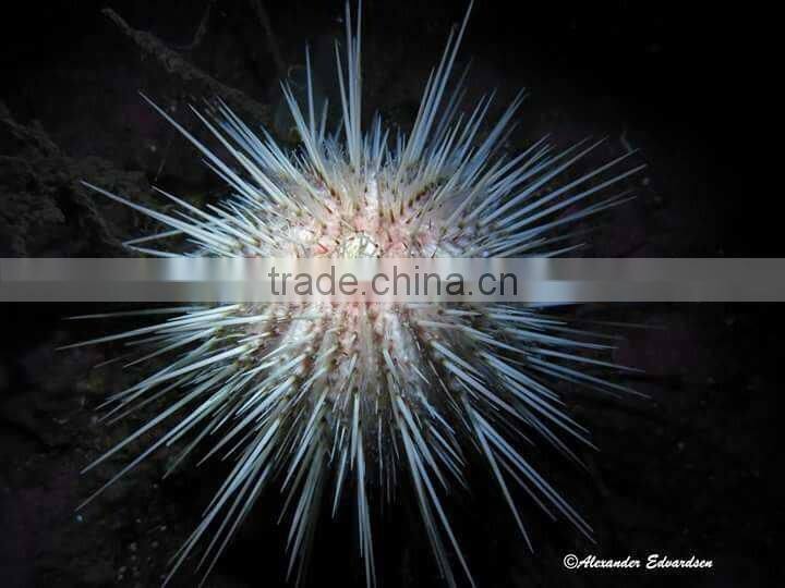 Most Powerful Scuba Led Wide Angle Diving Torch Underwater Video Light