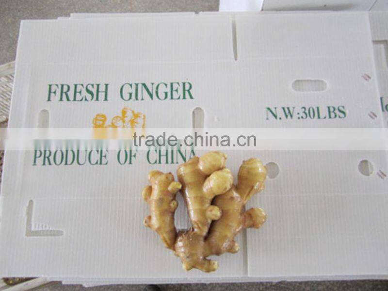 China ginger export Guangzhou ginger office