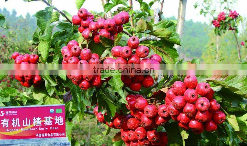 Organic Quicking frozen hawthorn berry fruit