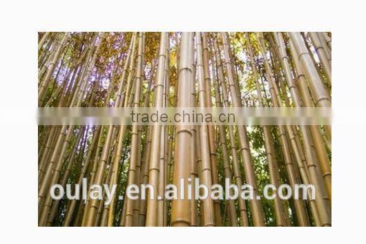 raw tonkin bamboo canes moso bamboo poles used for decoration