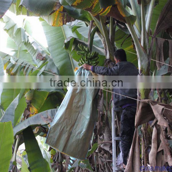 Banana protection bags/growing bags for fruit