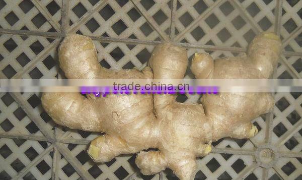 2014 New Crop Air Dried Ginger Lowest Price