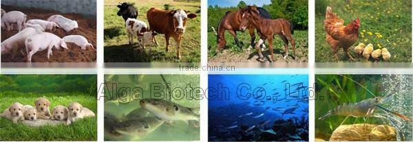 250mg pure chlorella tablets