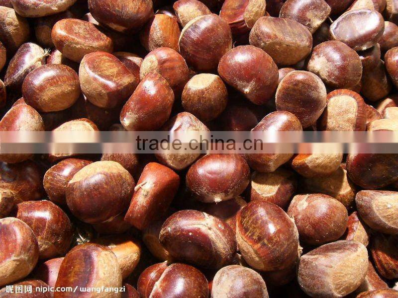 china fresh chestnut in shell