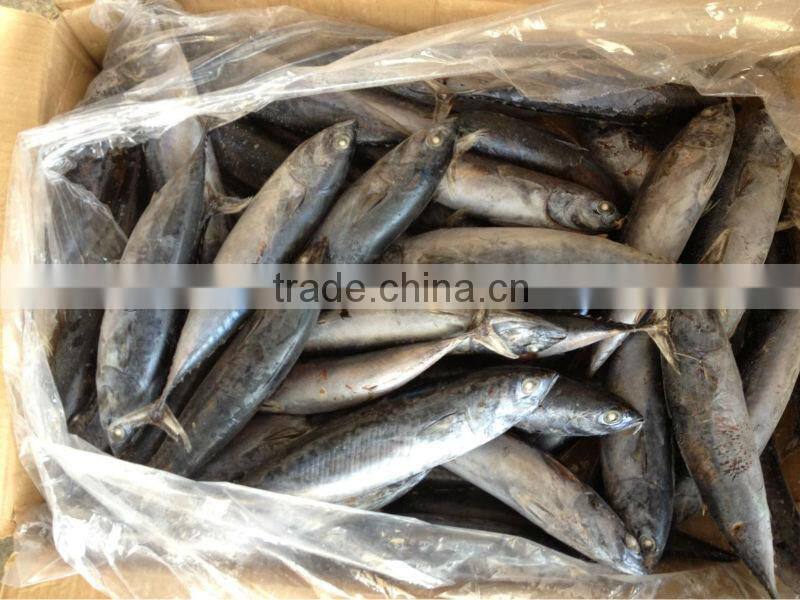 fishing 6-8pcs/kg Fresh Boat Frozen Bonito