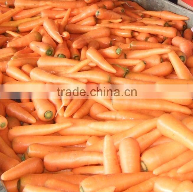 chinese Fresh Washed Carrot