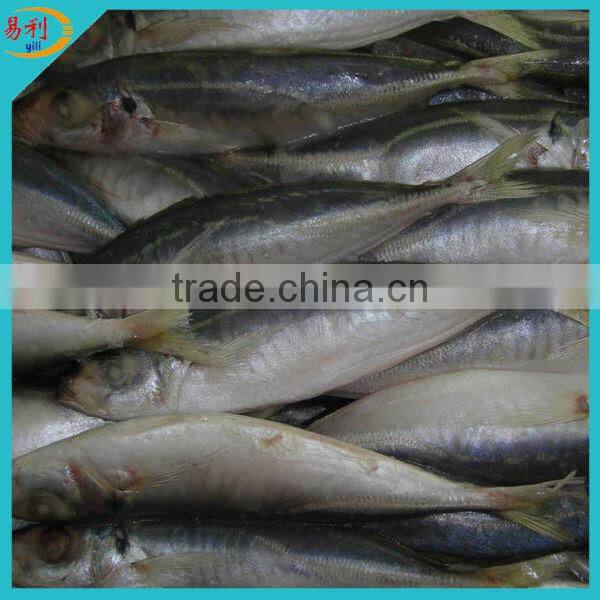 20cm+ frozen horse mackerel with good quality