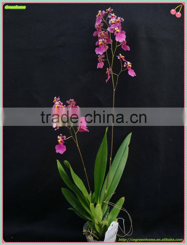 live Oncidium orchid plant