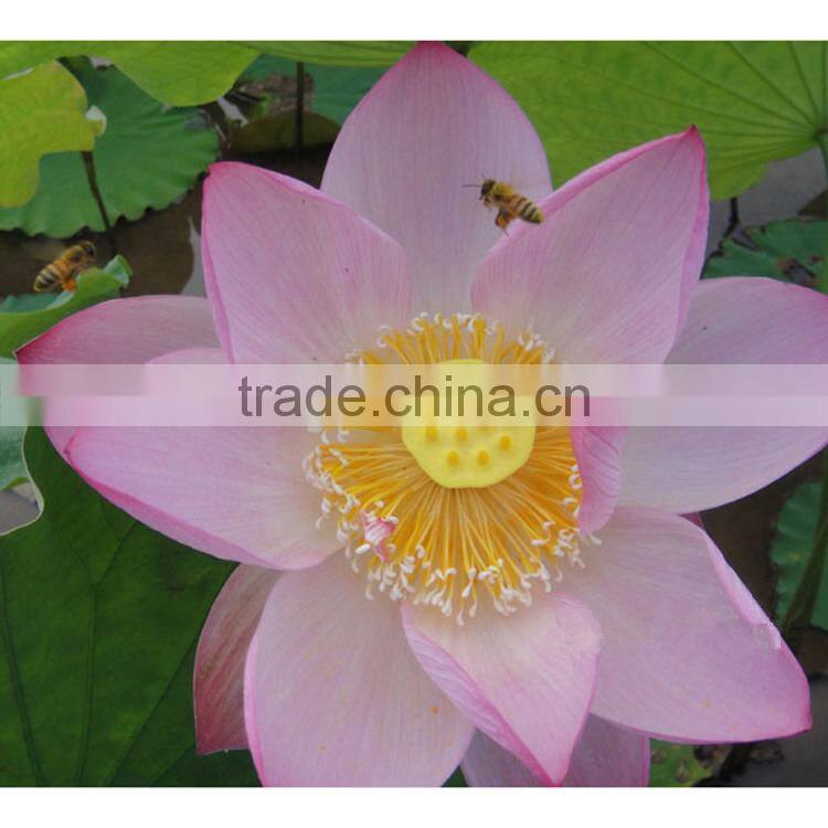 food grade newest organic granulated refined lotus bee pollen