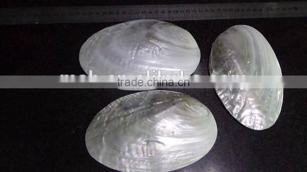 Wholesale chinese polished raw river shell